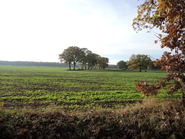 Wall hedges and agricultural land in the south field