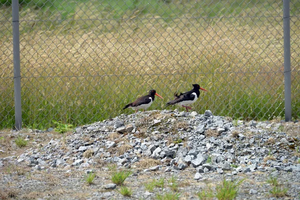 A pair of oystercatchers in the plants